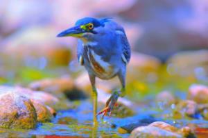 上海阳光体育篮球联赛实验上海阳光体育篮球联赛实验