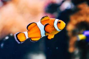 乾元小学篮球联赛成绩单，一次青少年体育竞技的精彩呈现乾元小学篮球联赛成绩单